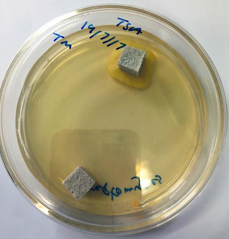 PROBIOTIC DESIGN: ÁP DỤNG MEN VI SINH VÀO KIẾN TRÚC (2)